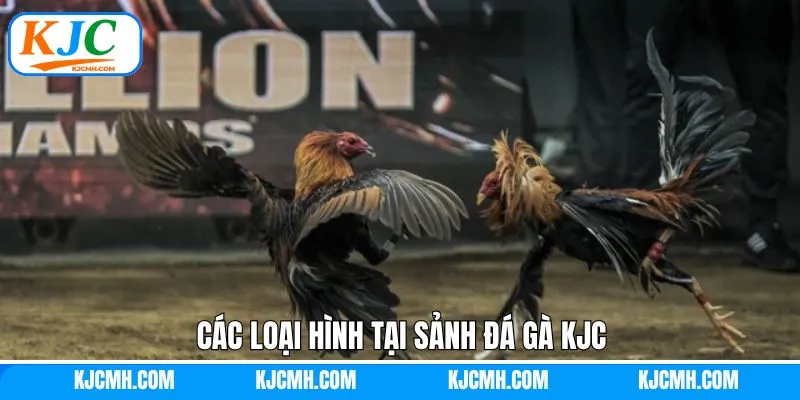 Khám phá những loại hình đá gà KJC đang được ưa chuộng