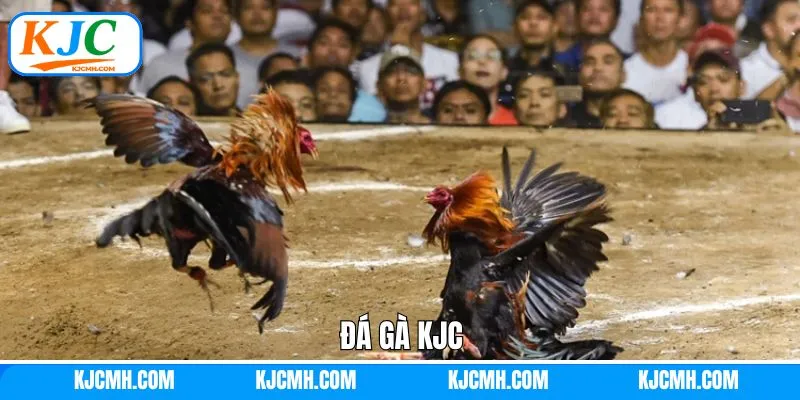 Đá Gà KJC: Sân Chơi Nổi Tiếng Với Các Trận Đấu Nảy Lửa